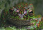 モリアオガエル